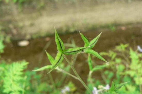 還亮草什么時候開花,花期大概在3~5月