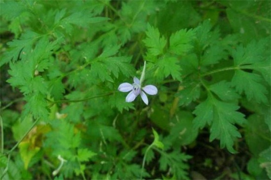 還亮草什么時候開花,花期大概在3~5月