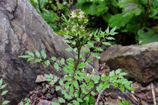 還亮草什么時候開花,花期大概在3~5月