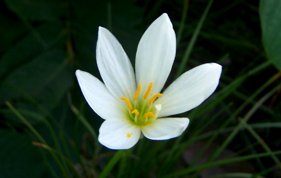 蔥蓮的花期 蔥蓮的花期,蔥蓮什么時(shí)候開花
