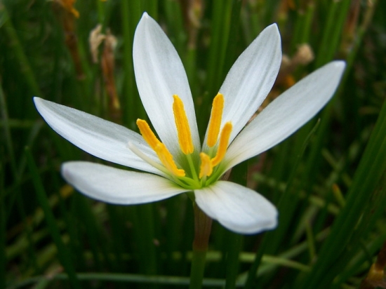 蔥蓮的花期 蔥蓮的花期,蔥蓮什么時(shí)候開花