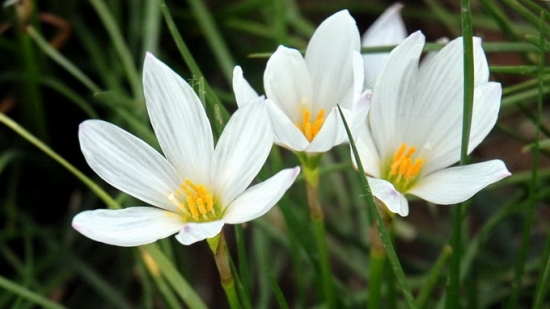 蔥蓮的花期 蔥蓮的花期,蔥蓮什么時(shí)候開花