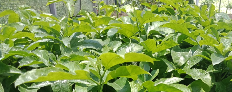 百香果是單子葉植物還是雙子葉植物