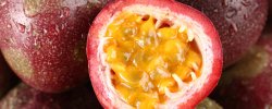 <b>百花果子可以吃嗎</b>