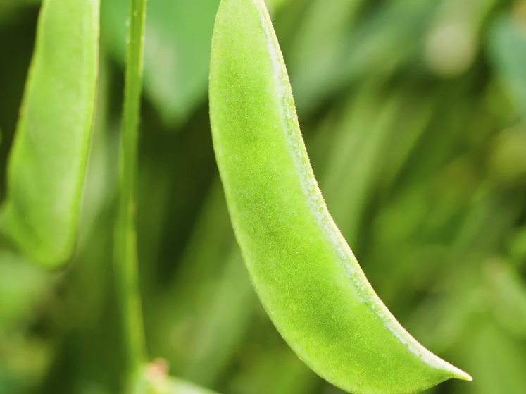秣食豆有哪些經(jīng)濟價值?