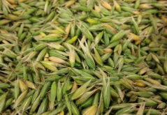 <strong>燕麥出苗后怎么除草維護(hù)？</strong>