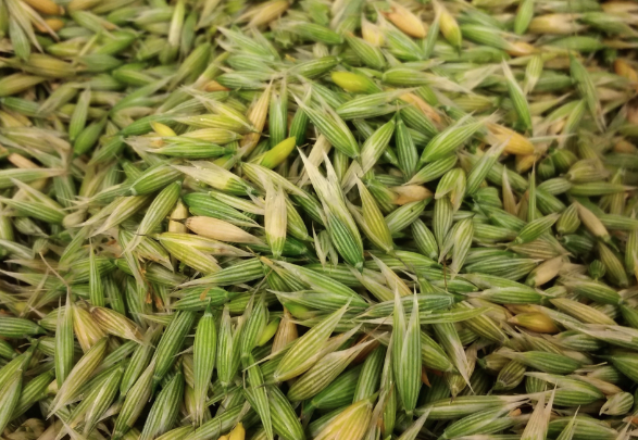 燕麥出苗后怎么除草維護?