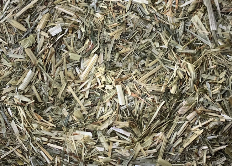 黑穗病流行地區怎么播種?