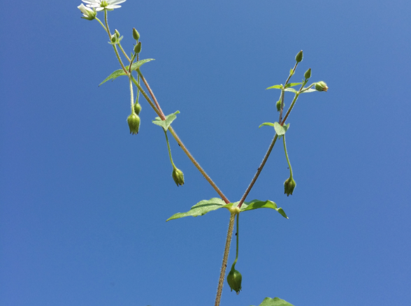 鵝腸菜怎么進行分枝繁殖?