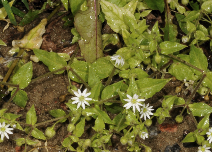 鵝腸菜的繁殖能力如何?