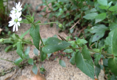 <strong>鵝腸菜對牛羊適口性怎么樣？</strong>