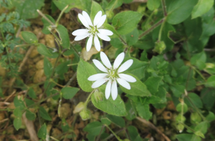 鵝腸菜含有什么營養成分?
