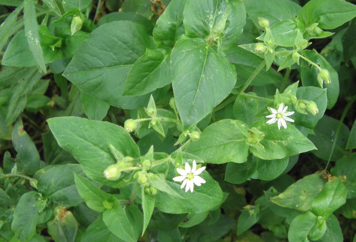 鵝腸菜含有什么營養成分?