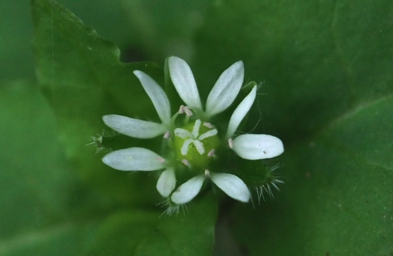 鵝腸菜的生態習性介紹?
