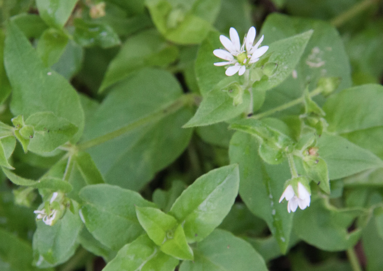 鵝腸菜是什么蔬菜,有什么形態特點?
