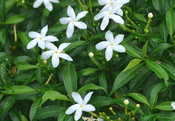 山馬茶怎么進行施肥?
