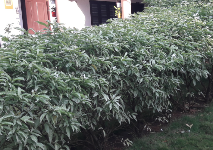 山馬茶冬天怎么維護?