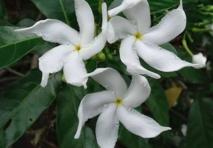山馬茶扦插的方法和注意事項?
