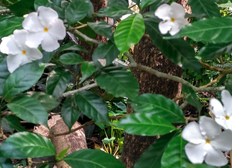 山馬茶種子收集后怎么處理和保存?