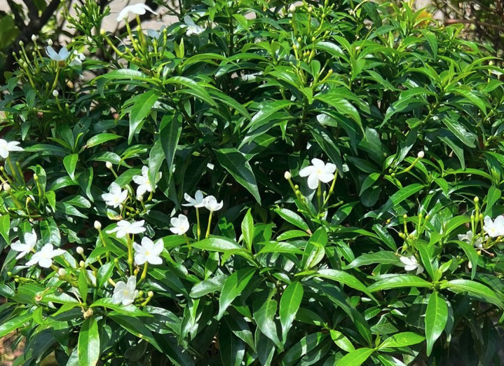山馬茶的盆栽基質(zhì)怎么搭配?