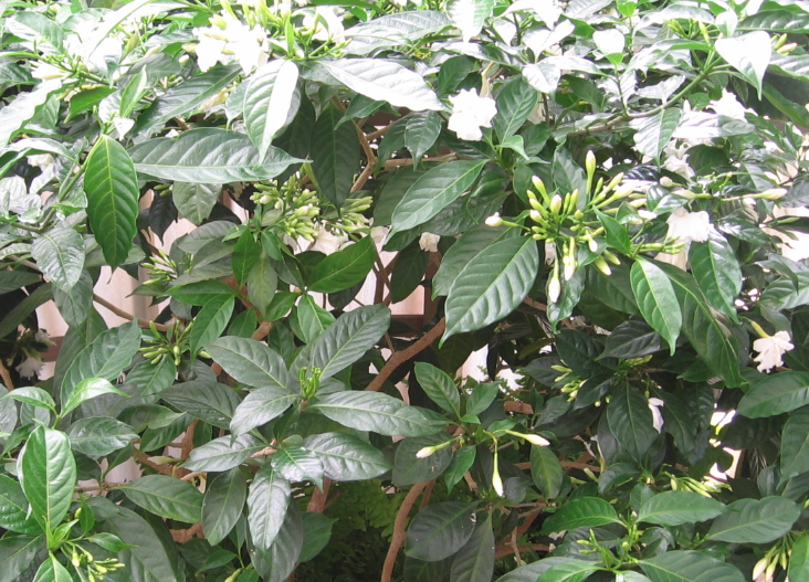 山馬茶對土壤和溫度有什么要求?