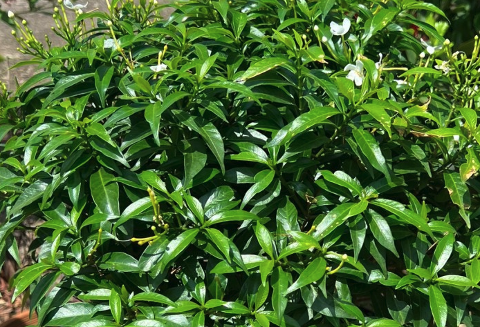 山馬茶對生長環境有什么要求?