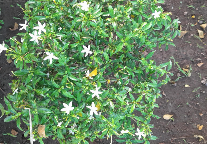 山馬茶對生長環境有什么要求?