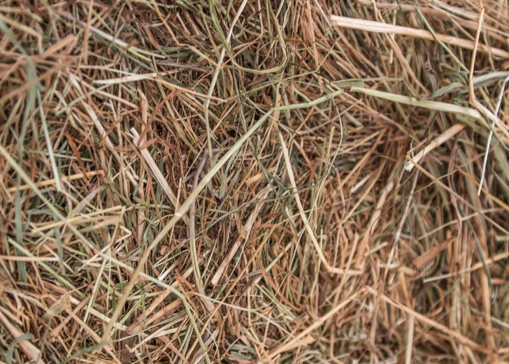 干草貯藏溫度升高有什么好處?