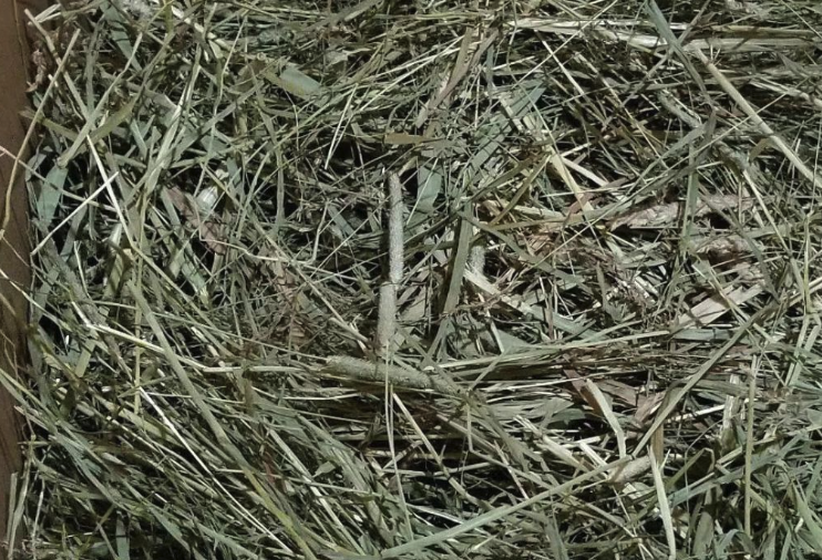 牧草常溫下干燥的方式有哪些?