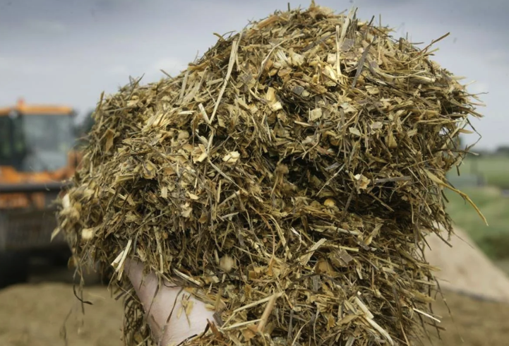 高粱植株可以制作青貯飼料嗎?