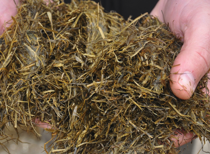 甘薯蔓可以用來調制青貯飼料嗎?