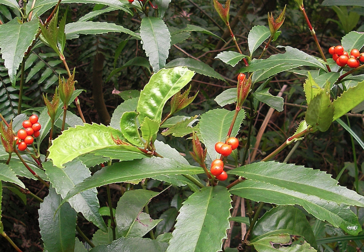 紅果金栗蘭出現(xiàn)薊馬怎么消滅?