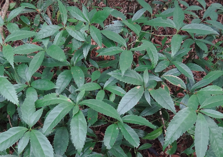 紅果金栗蘭怎么去除白粉虱?