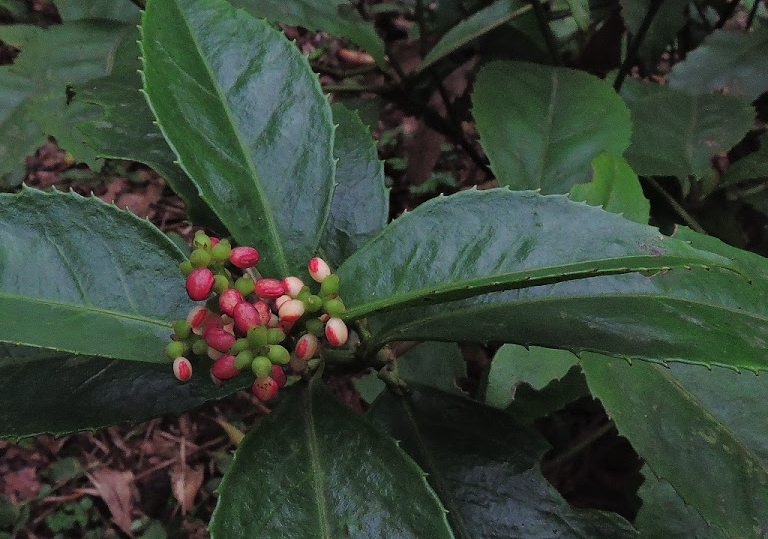 紅果金栗蘭怎么進行修剪和維護?