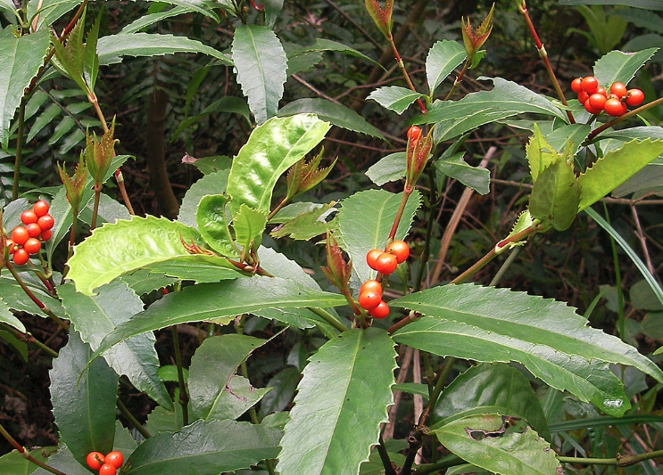 紅果金栗蘭怎么進行施肥管理?