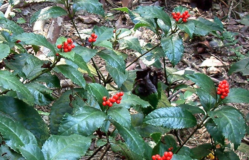 紅果金栗蘭有什么花語和寓意?