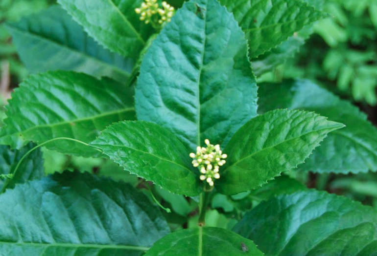 紅果金栗蘭的壽命多久,可以在室內(nèi)種植嗎?