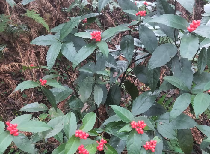 紅果金栗蘭的花朵有什么美感和特點(diǎn)?