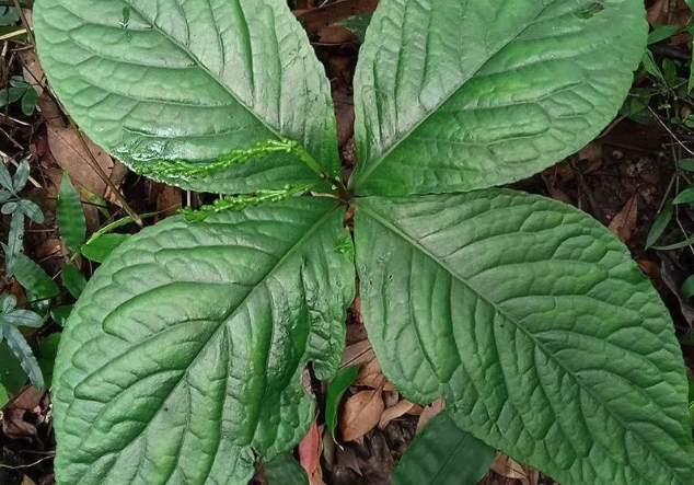 紅果金栗蘭怎么進(jìn)行分株?