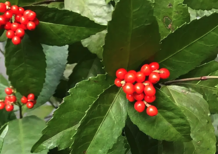 紅果金栗蘭種子培育和催芽方法?