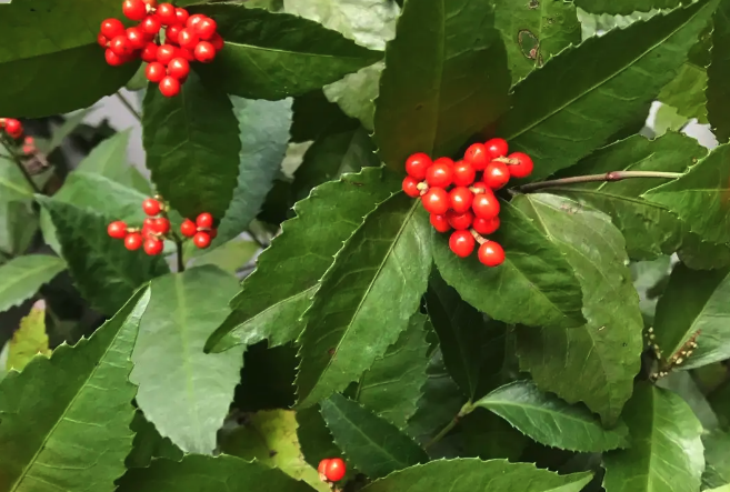 紅果金栗蘭怎么收集種子和保存?