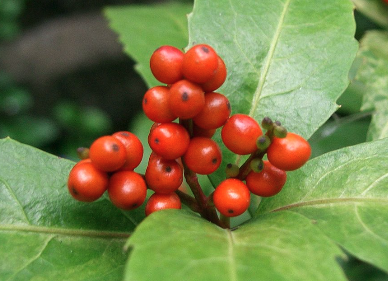 紅果金栗蘭怎么收集種子和保存?