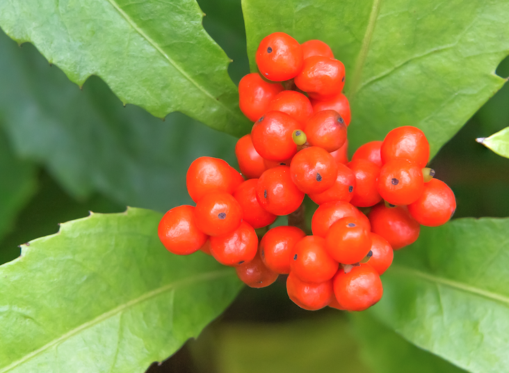 紅果金栗蘭適宜什么溫度?