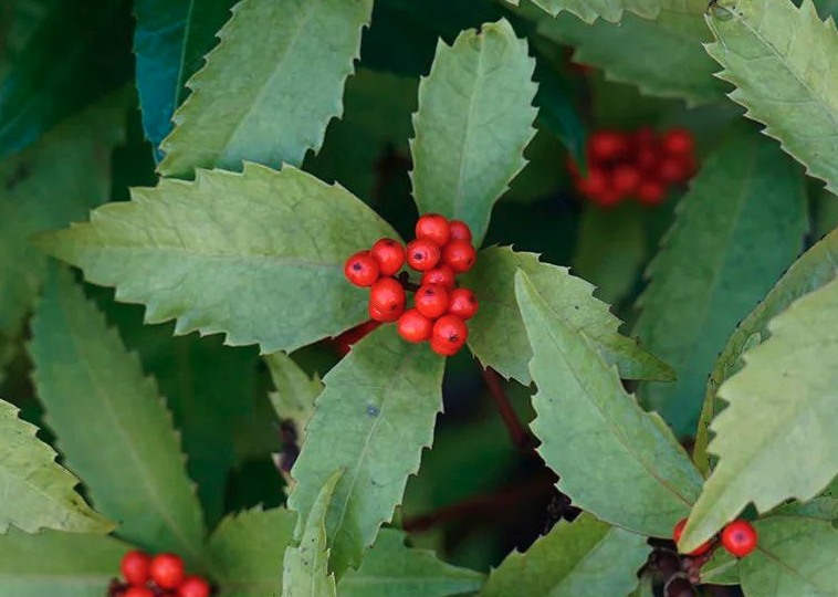 紅果金栗蘭栽培基質是什么樣的?