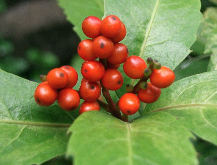 紅果金栗蘭栽培基質是什么樣的?