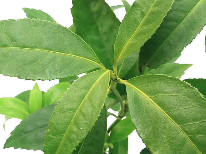 紅果金栗蘭對生長環(huán)境有什么要求?