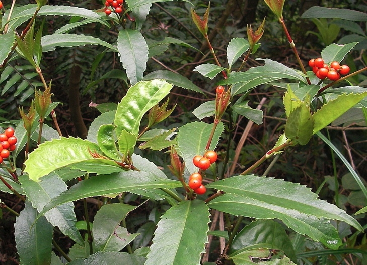紅果金栗蘭對生長環(huán)境有什么要求?