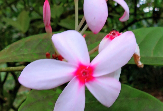 紅花蕊木的環境適應能力如何?