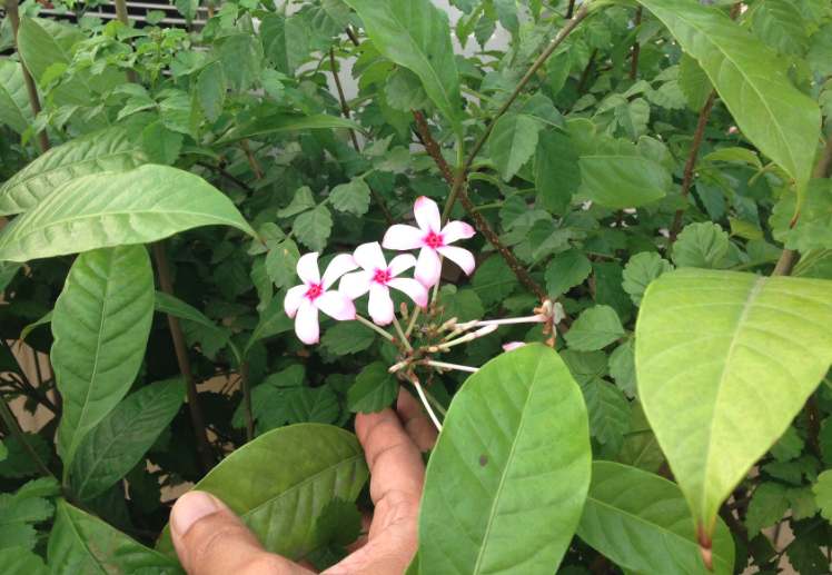 紅花蕊木的花語和寓意?