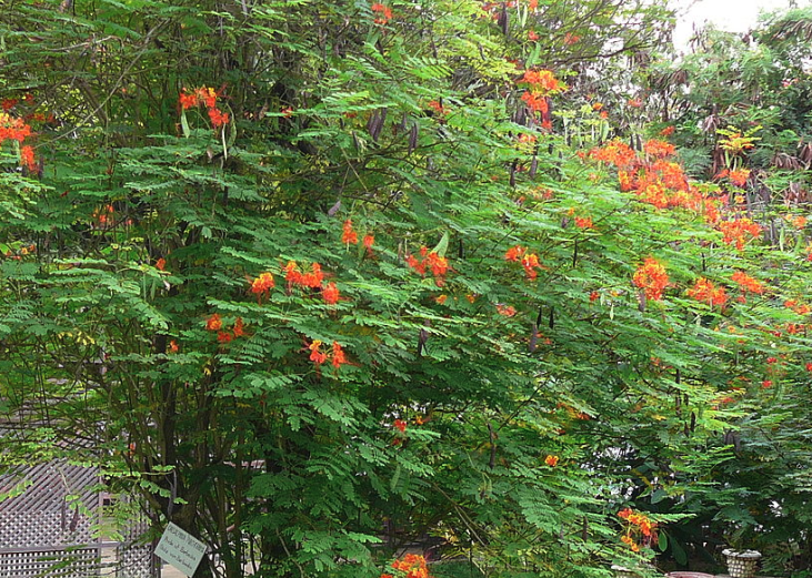 紅蝴蝶出現根腐病的原因?
